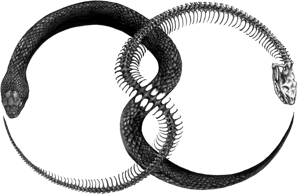Ouroboros Png File - Ouroboros Transparent (1280x916), Png Download