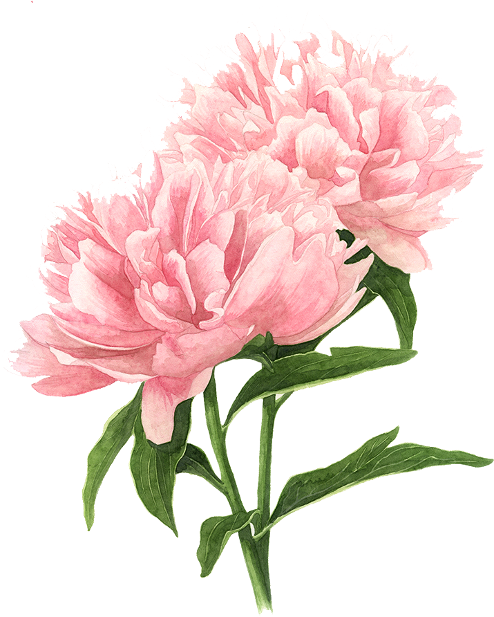 Flower Drawings Tree Peony Watercolor Painting - Pink Peony Drawing (750x953), Png Download