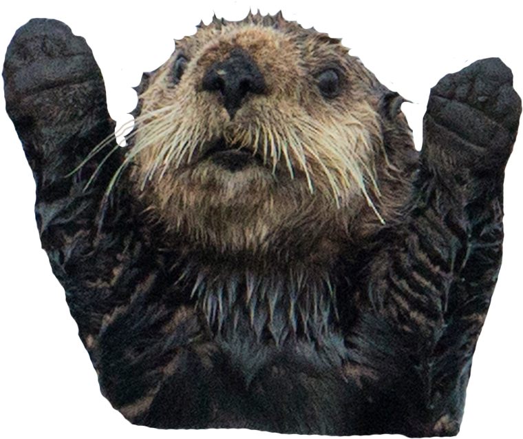 Png Otter Transparent Otter - Sea Otter Hands Up (848x669), Png Download