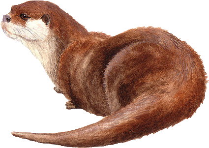 Otter Love - Watercolor Painting (500x358), Png Download