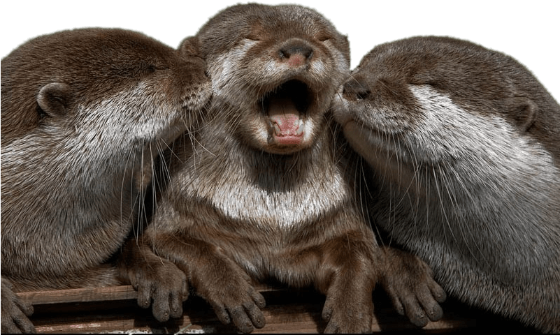 Cuddling Otters - Otter Happy (800x500), Png Download