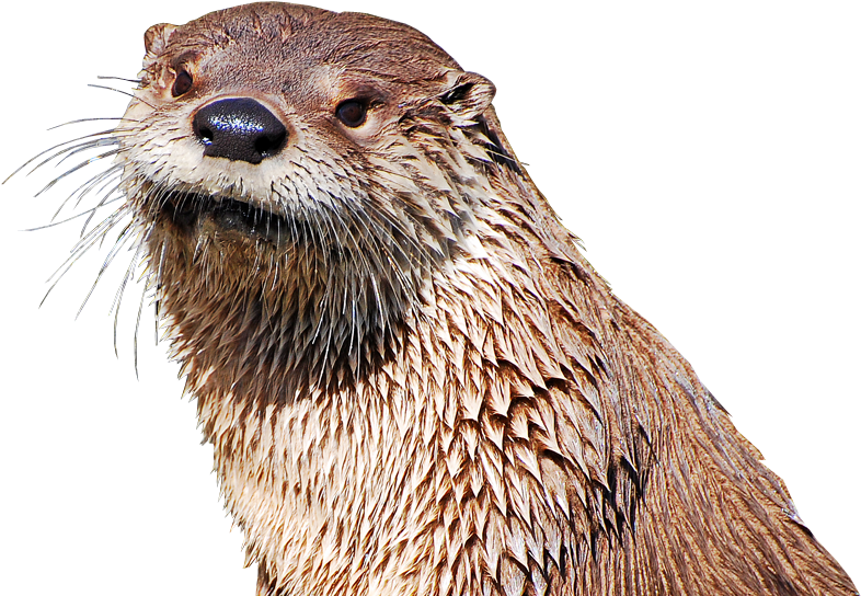 Clipart Free Transparent Animal Sea Otter - Otter Png (853x543), Png Download