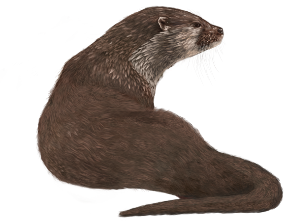 Eurasian Otter Is Native And Localised Throughout The - Mustelidae Png (674x584), Png Download