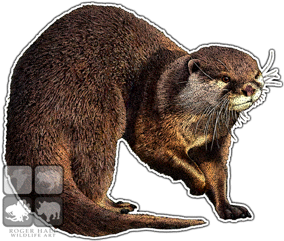 Asian Small-clawed Otter Line Art And Full Color - Asian Small Clawed Otter Drawing (590x497), Png Download