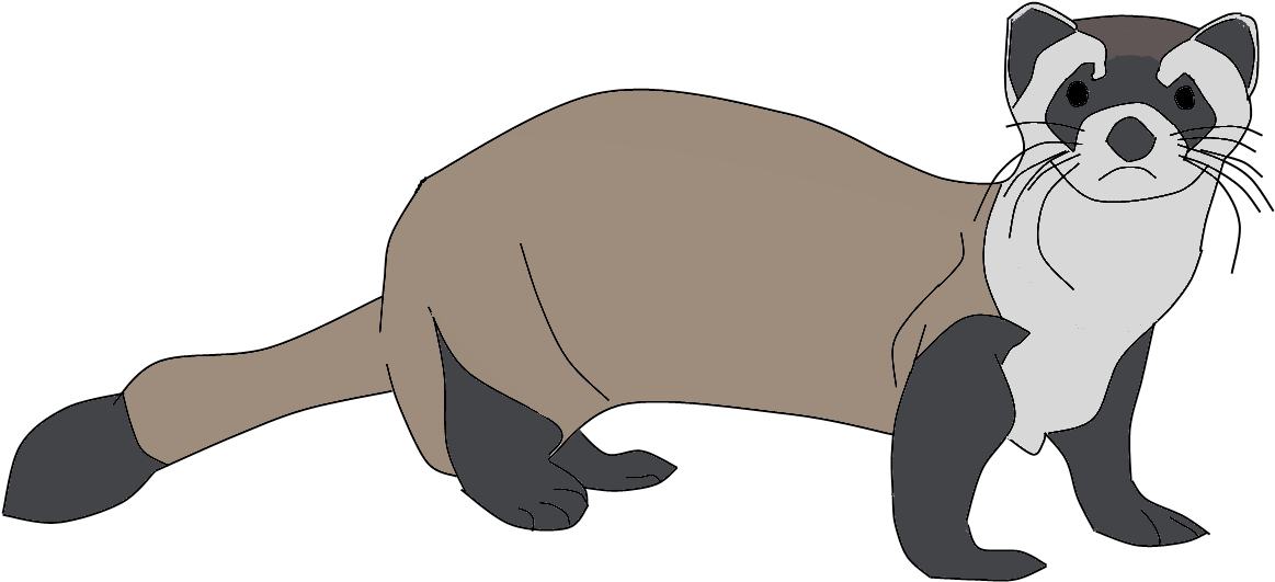 Ferret - Raccoon (1187x599), Png Download
