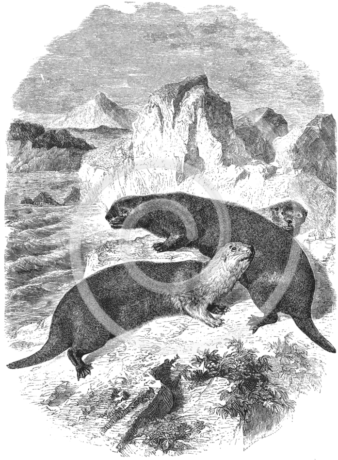 Sea Otter Clipart - Vintage Seeotter 1800s Otter-illustration Postkarte (702x960), Png Download