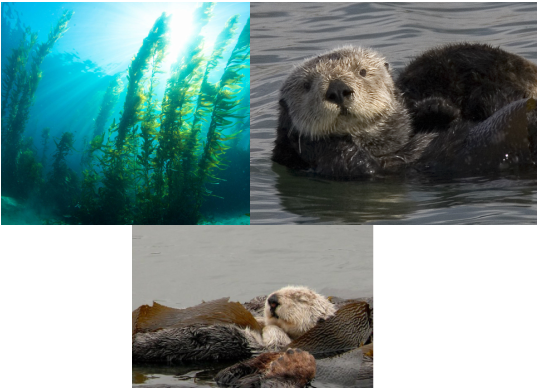 River Otter Symbiotic Relationships (539x388), Png Download