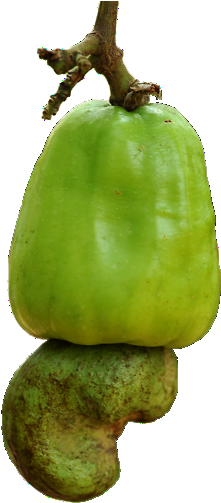 552e93288f4602c87dfca61c Cashewapple - Portable Network Graphics (255x510), Png Download