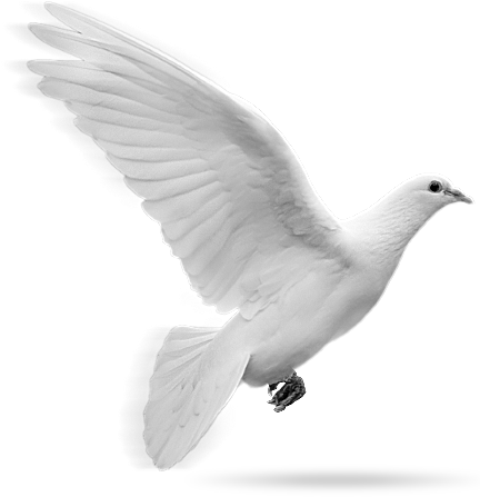 Dove In Flight - White Dove (469x446), Png Download