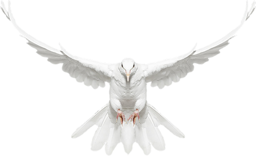 Dove Flying Towards You (500x304), Png Download