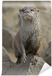 North American River Otter (400x400), Png Download