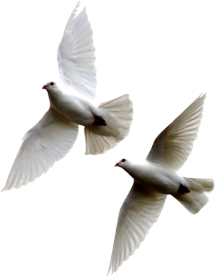 White Dove Flying Png - Doves Flying Psd (311x400), Png Download