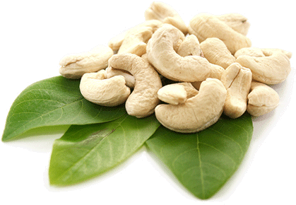 Raw Cashews - Z Natural Foods Cashews - Organic, Whole, Raw 2 Lbs (440x290), Png Download