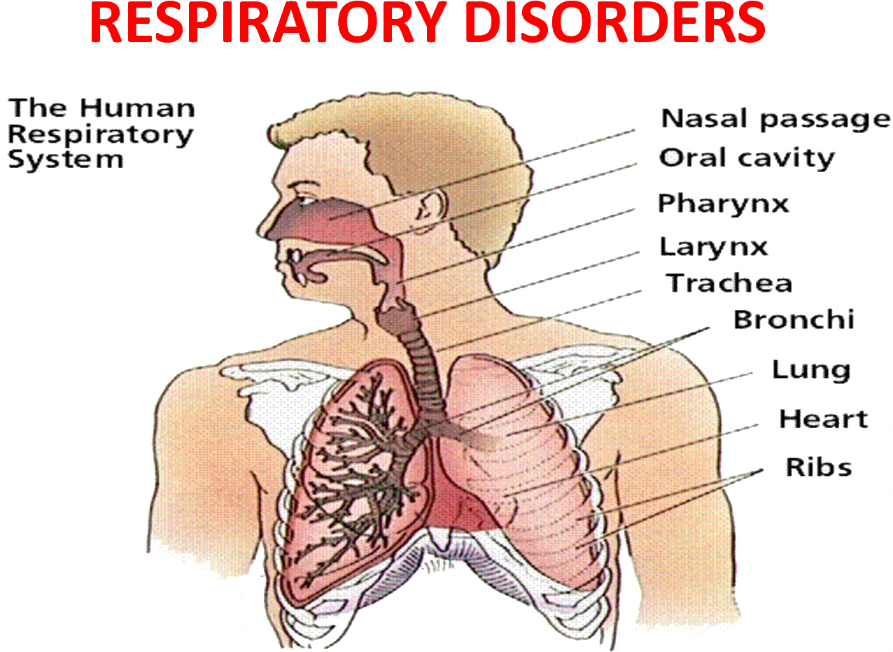 Effects On Respiratory System (1500x1125), Png Download