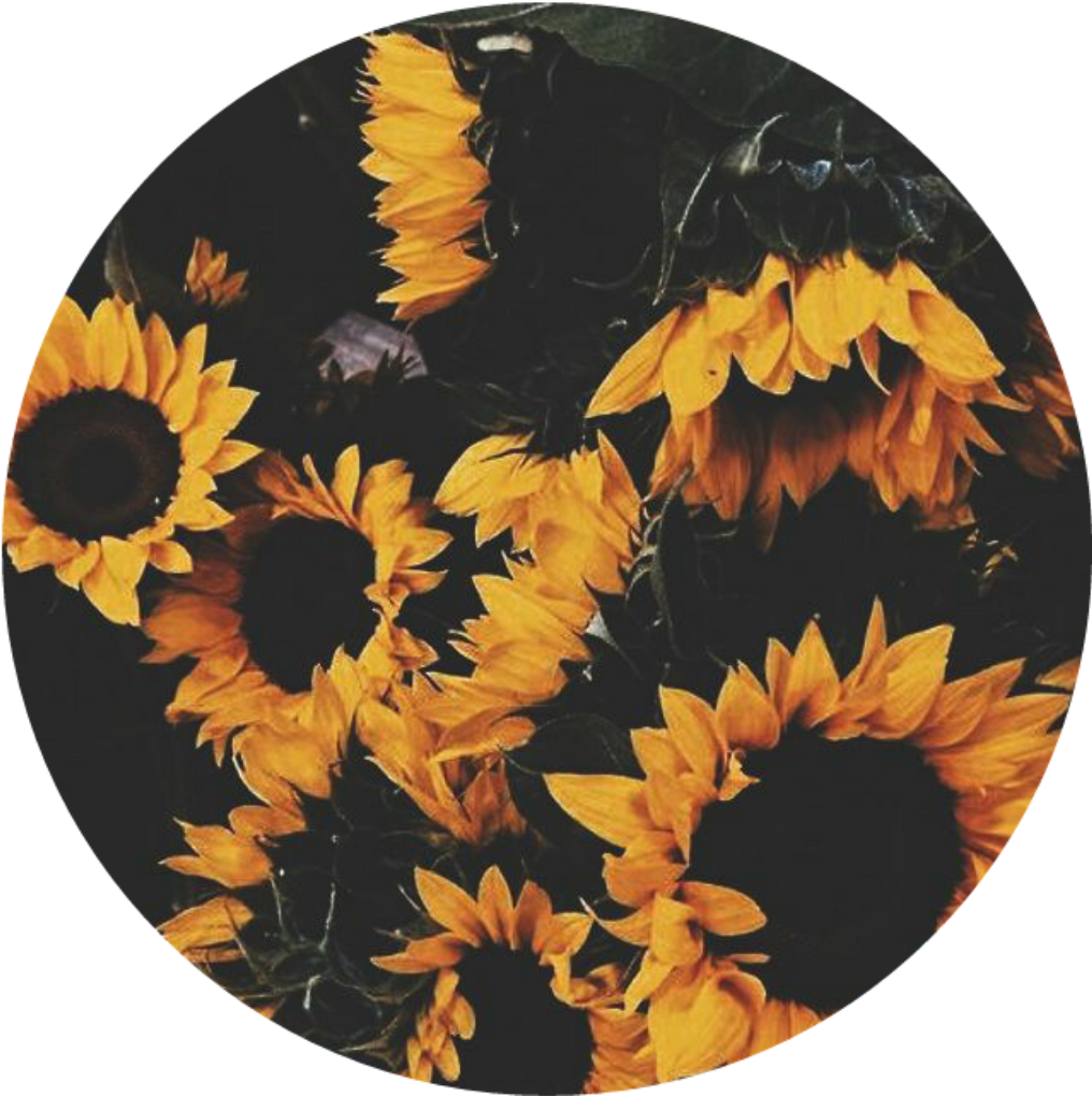Girasol Girasoles Girasoles🌻 Flores Happy Circle (1024x1024), Png Download
