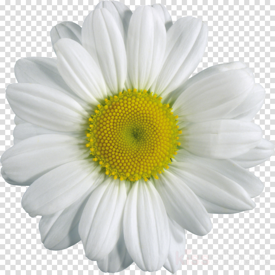 Camomile Flower Png Clipart Chamomile Clip Art (900x900), Png Download