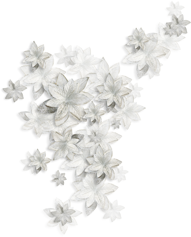 Fiori Bianchi Png (650x800), Png Download