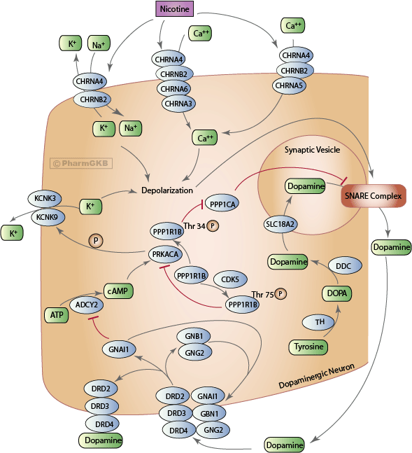 Nicotine Pathway , Pharmacodynamics Diagram (589x647), Png Download