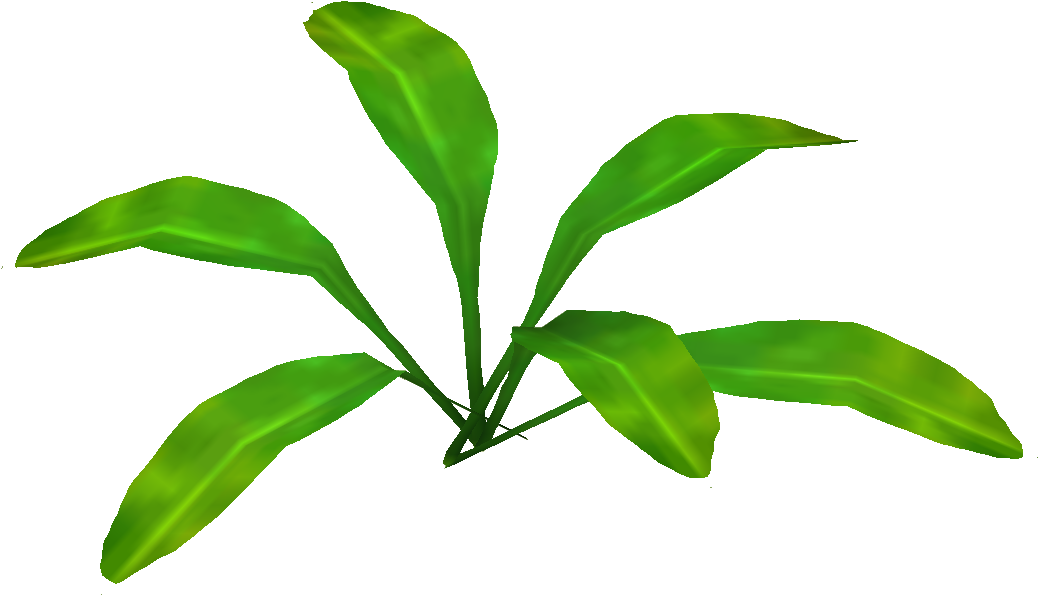 Amazon Sword Plant (1037x1037), Png Download