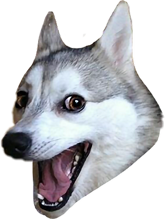 Report Abuse - Pun Husky Transparent Background (562x748), Png Download