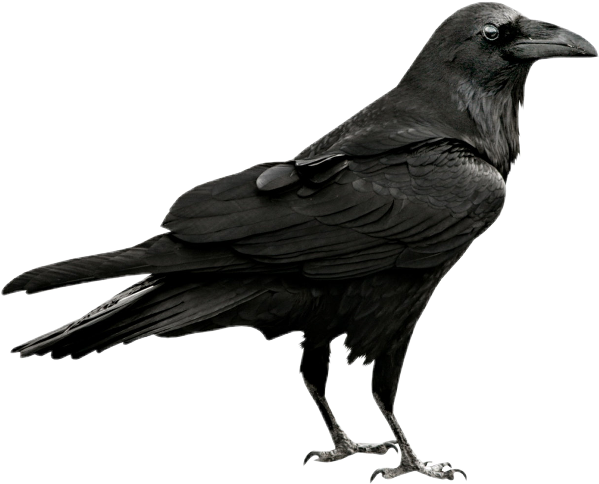Crow Drawing Gothic - Raven Png (1222x986), Png Download