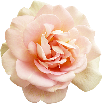 Rose Vine Png Pink Flowers For Valentine's Day - Soft Pink Rose Png (354x360), Png Download