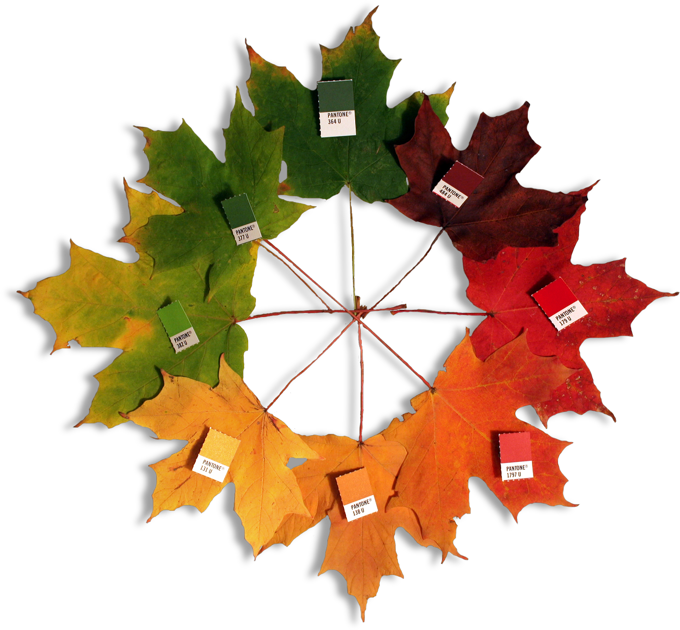 Autumn Leaves - Maple Leaf Fall Colors (1420x1333), Png Download