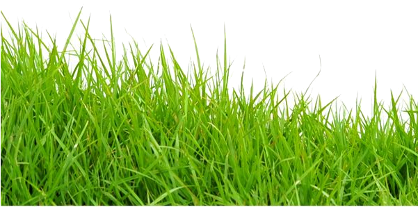 Grass Png Photo - Grass Png For Photoshop (600x315), Png Download