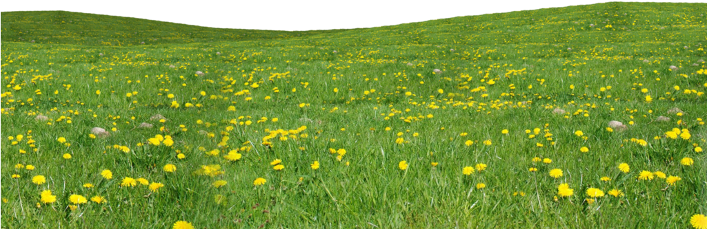 Grass Png Images Free Download - Field Of Grass And Flowers (1024x576), Png Download