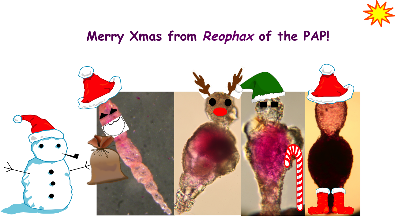 Which Are Your Cutest Animals Comment Below - Snow-man-merry-christmas Round Ornament (1290x705), Png Download