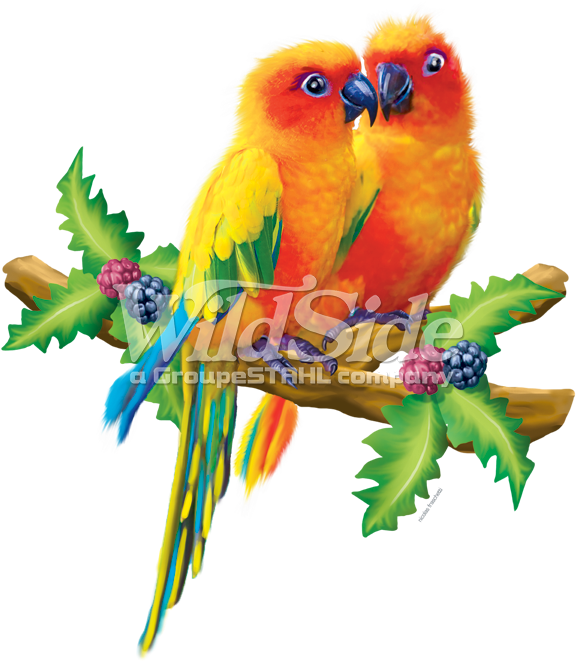 Lovebirds - Lovebird (675x675), Png Download