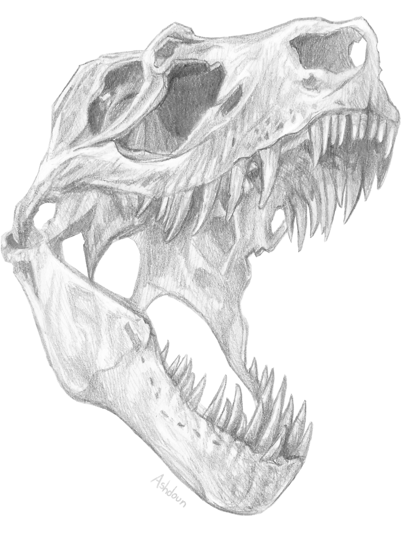 T Rex Skull By E-pona - Tyrannosaurus Rex Skull Drawing (820x975), Png Download