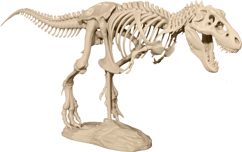Picture Of Tyrannosaurus Rex To Print 3ders Makerbot - Esqueleto De Un Dinosaurio Rex (600x377), Png Download