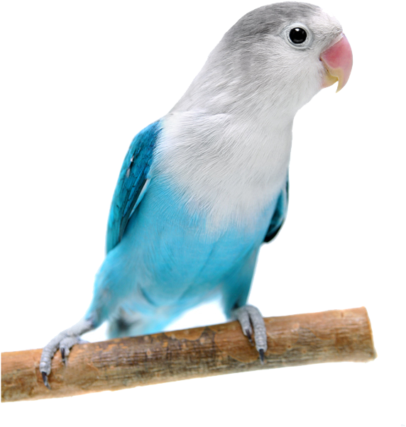 Blue Lovebird (918x805), Png Download