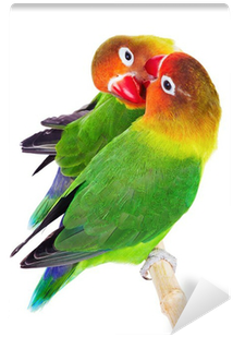 Pareja De Tortolitos (400x400), Png Download