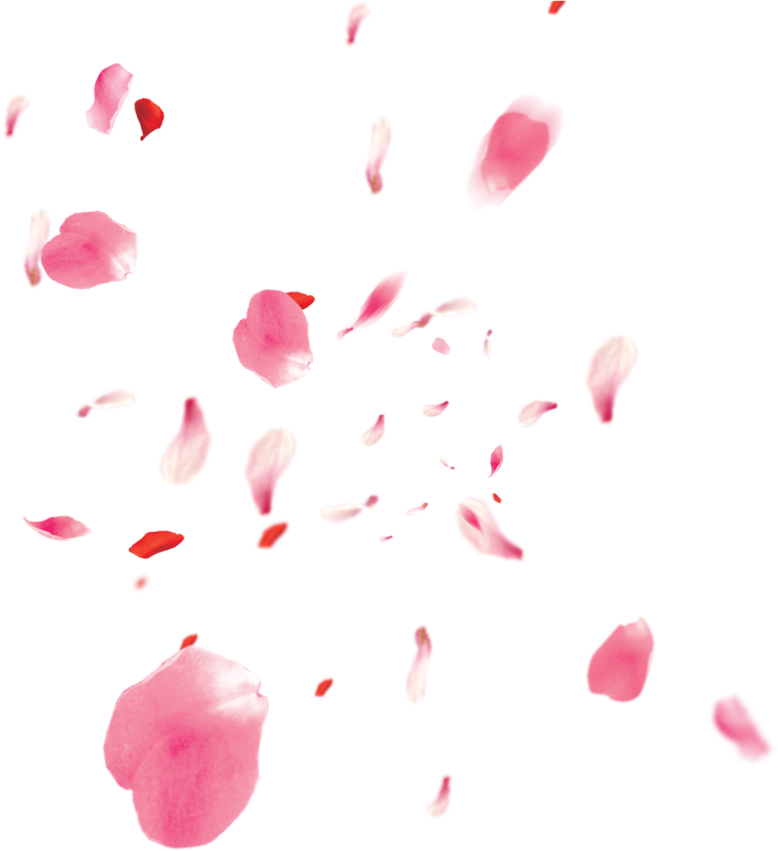 Freetoedit Ftestickers Flower Flowers Pink Rose Petals - Pétalas De Cerejeira Png (1200x1200), Png Download