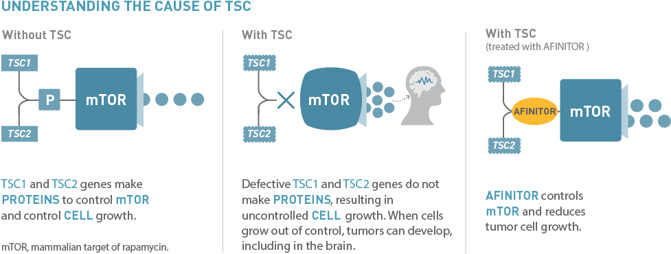 Tsc Is A Genetic Disease, Which Means That A Gene Inside - Graphic Design (1024x417), Png Download