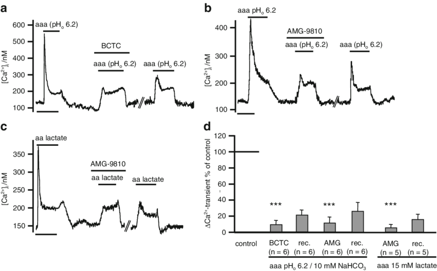 Effects Of The Trpv1 Inhibitors Bctc Or Amg 9810 (1 (850x528), Png Download