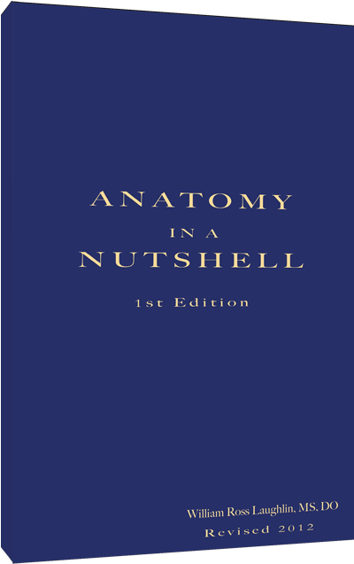 Anatomy In A Nutshell (800x725), Png Download