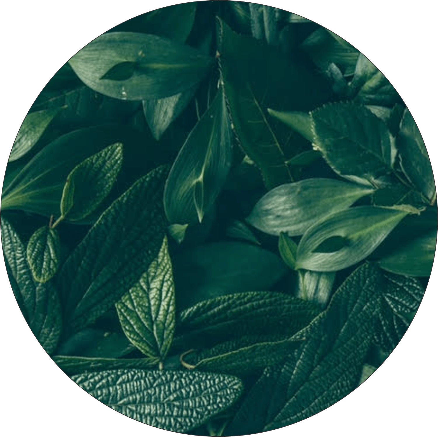 Indigo Plant Png (1500x1496), Png Download