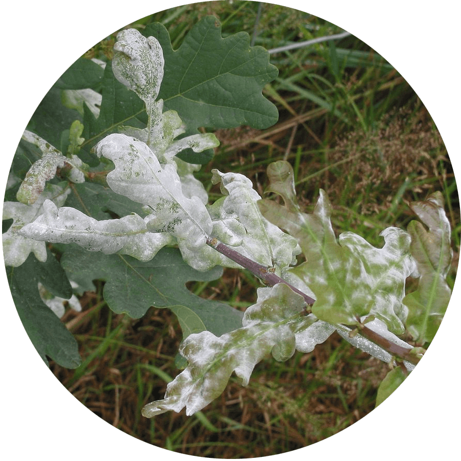 This Fungus Can Be Recognized By White Powdery Spots (900x900), Png Download