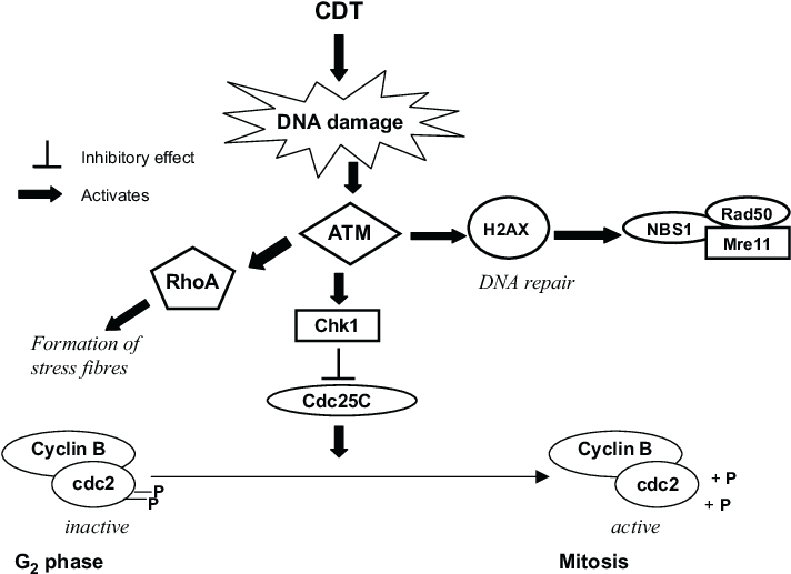 Diagram Of Key Dna Checkpoint Pathways Associated With (711x540), Png Download