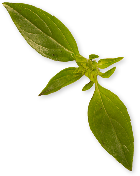 An Incomparable Menu And Delights, Enchant Our Guests (578x597), Png Download