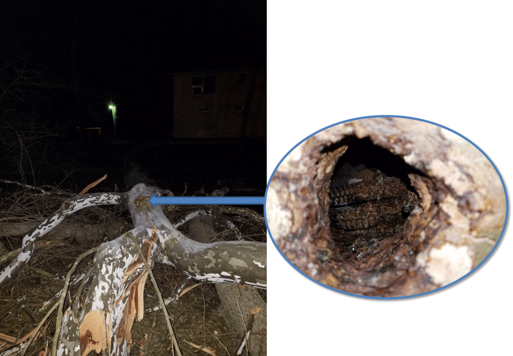 Feral Colony Inside The Cavity Of A Fallen Tree (1030x715), Png Download