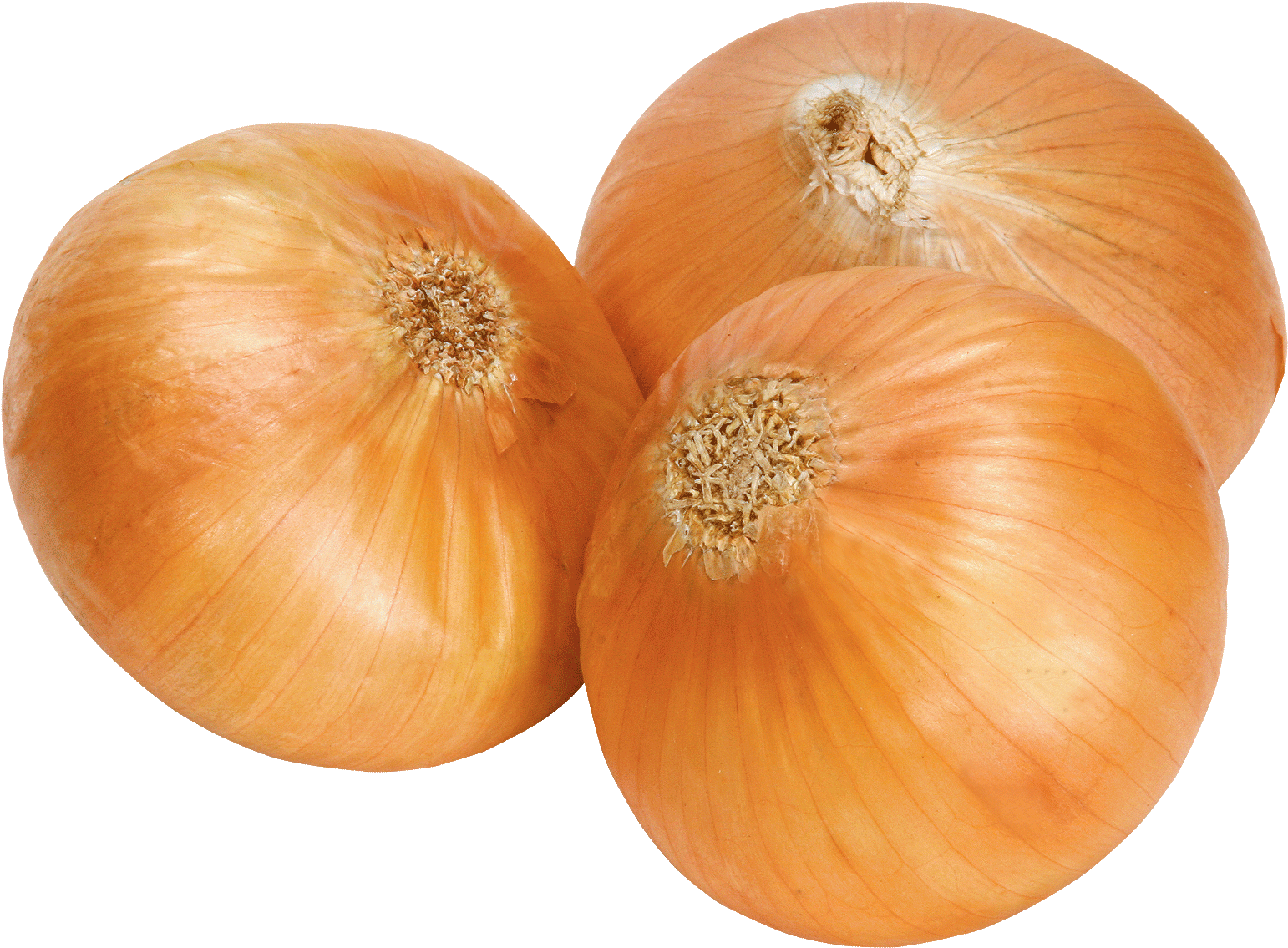 Onion Transparent (1602x1200), Png Download