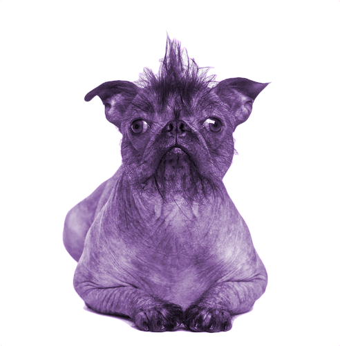 Tfw Is A Mini Personal Essay Series I'm Try To Do On - Chinese Crested French Bulldog Mix (800x800), Png Download