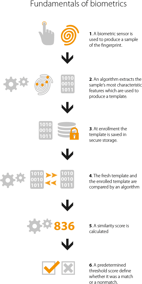 Read White Paper - Fingerprint Recognition Algorithm (738x1246), Png Download
