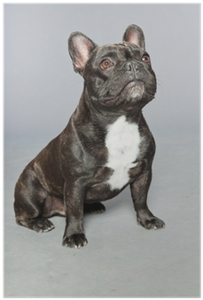 Black French Bulldog - French Bulldog (400x400), Png Download