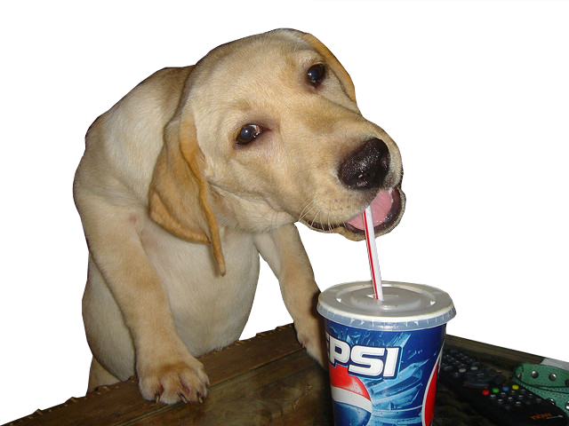 Funnydog - Dank Dog (640x480), Png Download