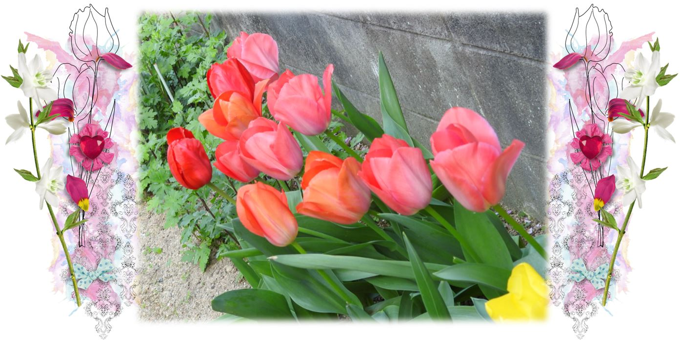 And Feel So Thankful For This Starting Of Wonderful - Sprenger's Tulip (1396x708), Png Download